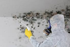 Professional Mold Inspection in Ferndale, PA